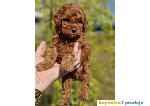 Prelepe bebice pudli, toy, aprikot i crvenih - 6/8