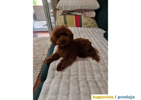 Prelepe bebice pudli, toy, aprikot i crvenih - 7/8