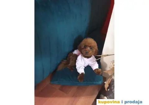 Prelepe bebice pudli, toy, aprikot i crvenih - 8/8