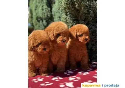 Toy crvene pudle - 1/4