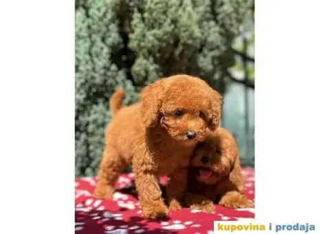 Toy crvene pudle - 2/4