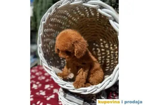 Toy crvene pudle - 3/4