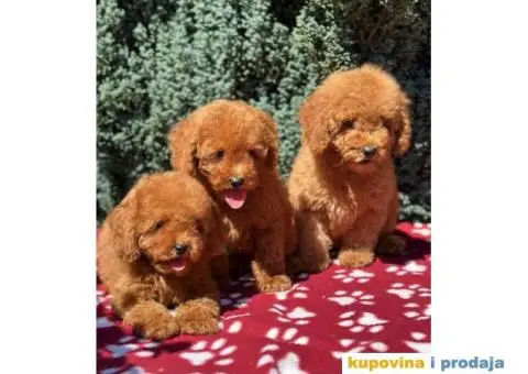 Toy crvene pudle - 4/4