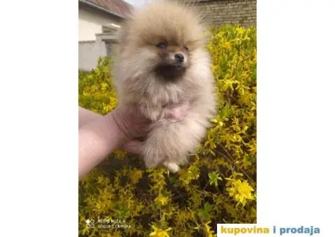 Prelepi štenci POMERANACA  od 500 € - 1/4