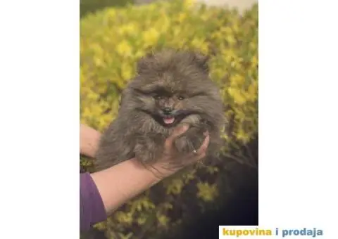 Prelepi štenci POMERANACA  od 500 € - 2/4