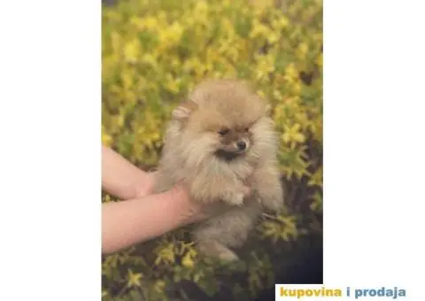 Prelepi štenci POMERANACA  od 500 € - 3/4