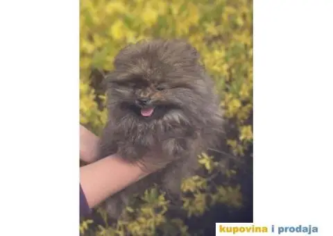 Prelepi štenci POMERANACA  od 500 € - 4/4