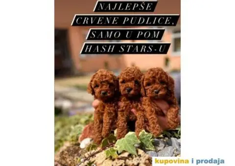 Dostupne bebe toy i mini pudle - 3/6