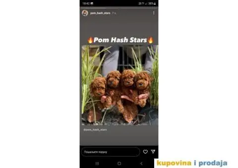 Dostupne bebe toy i mini pudle - 4/6