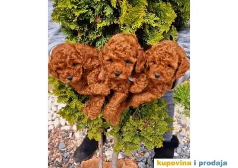 Dostupne bebe toy i mini pudle - 5/6