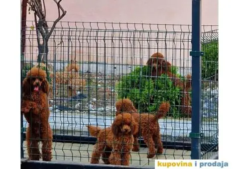 Dostupne bebe toy i mini pudle - 6/6