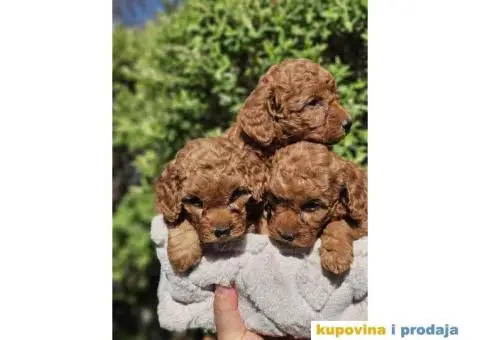 U ponudi Toy crvene PUDLE. - 1/8