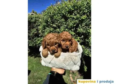 U ponudi Toy crvene PUDLE. - 2/8