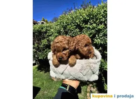 U ponudi Toy crvene PUDLE. - 3/8