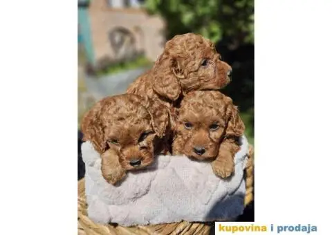 U ponudi Toy crvene PUDLE. - 4/8