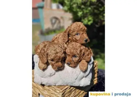 U ponudi Toy crvene PUDLE. - 5/8