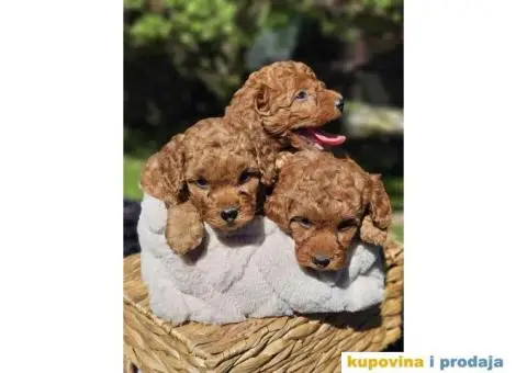 U ponudi Toy crvene PUDLE. - 6/8