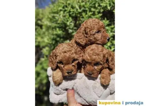 U ponudi Toy crvene PUDLE. - 7/8