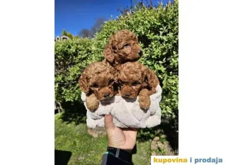 U ponudi Toy crvene PUDLE. - 8/8