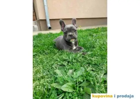 U ponudi stenci francuskog buldoga plave boje - 1/10