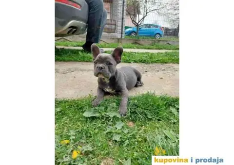 U ponudi stenci francuskog buldoga plave boje - 2/10