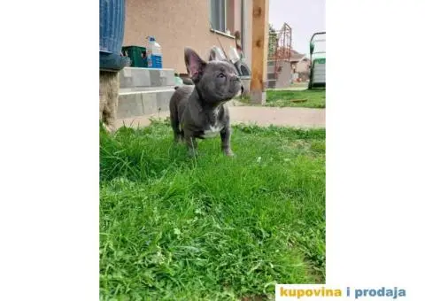 U ponudi stenci francuskog buldoga plave boje - 3/10