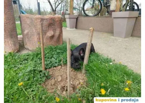 U ponudi stenci francuskog buldoga plave boje - 4/10