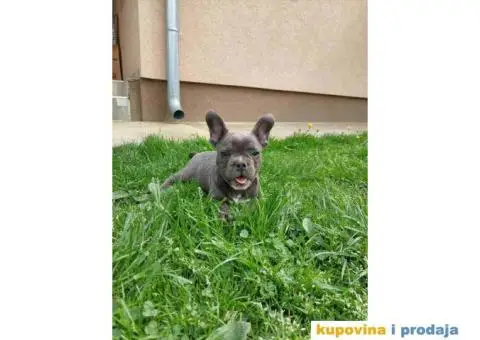 U ponudi stenci francuskog buldoga plave boje - 5/10