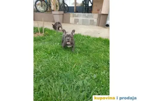 U ponudi stenci francuskog buldoga plave boje - 6/10