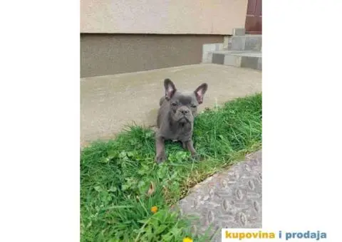 U ponudi stenci francuskog buldoga plave boje - 7/10