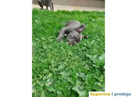 U ponudi stenci francuskog buldoga plave boje - 8/10