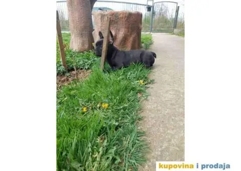 U ponudi stenci francuskog buldoga plave boje - 9/10