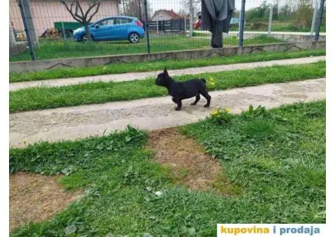 U ponudi stenci francuskog buldoga plave boje - 10/10