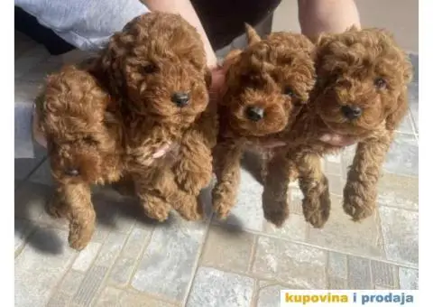 Kucici crvene pudle, rezervacija - 1/6