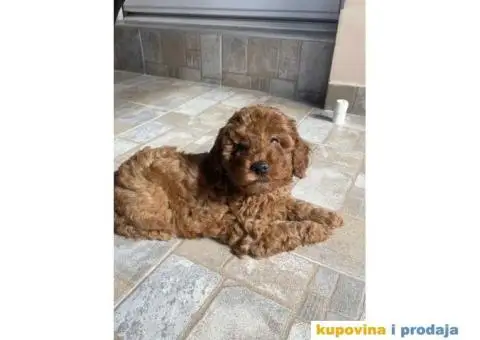 Kucici crvene pudle, rezervacija - 2/6