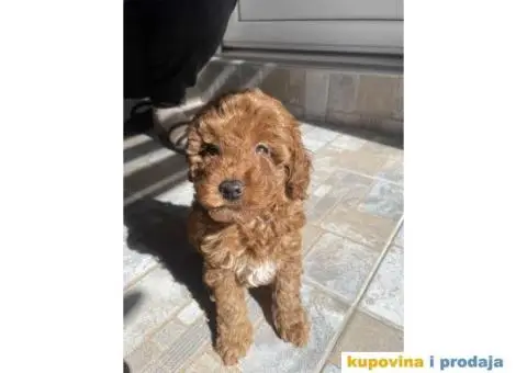 Kucici crvene pudle, rezervacija - 3/6