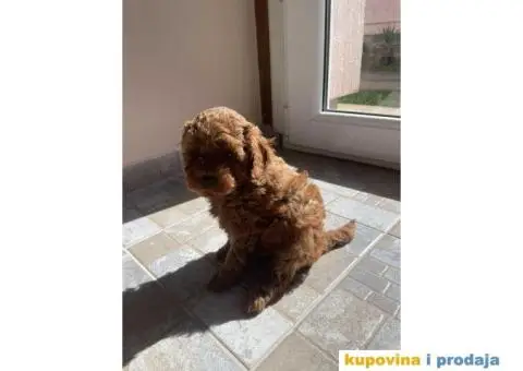 Kucici crvene pudle, rezervacija - 4/6