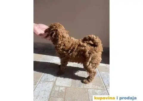 Kucici crvene pudle, rezervacija - 5/6