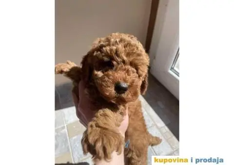 Kucici crvene pudle, rezervacija - 6/6