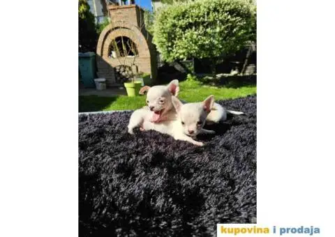 Mikro civave slobodne za preuzimanje - 1/11