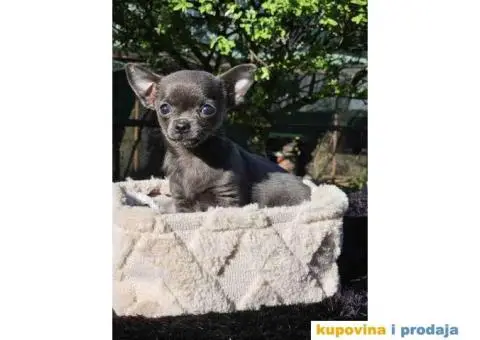 Mikro civave slobodne za preuzimanje - 2/11