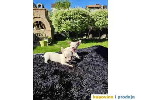 Mikro civave slobodne za preuzimanje - 3/11