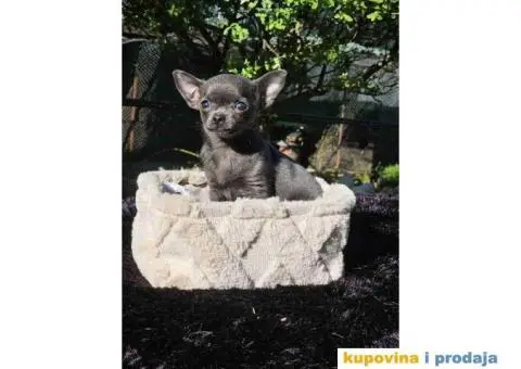 Mikro civave slobodne za preuzimanje - 4/11