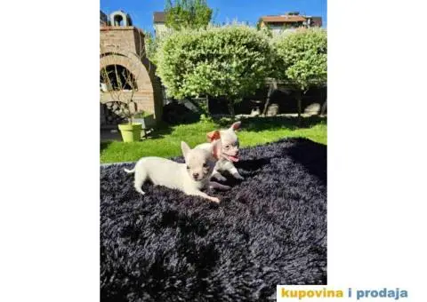 Mikro civave slobodne za preuzimanje - 5/11