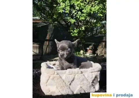 Mikro civave slobodne za preuzimanje - 6/11