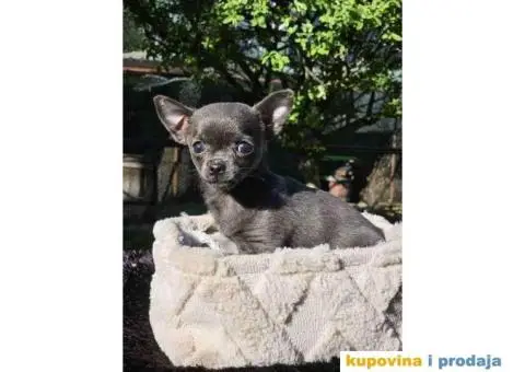 Mikro civave slobodne za preuzimanje - 8/11