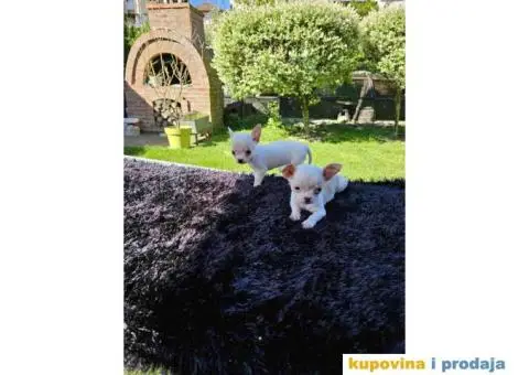 Mikro civave slobodne za preuzimanje - 9/11