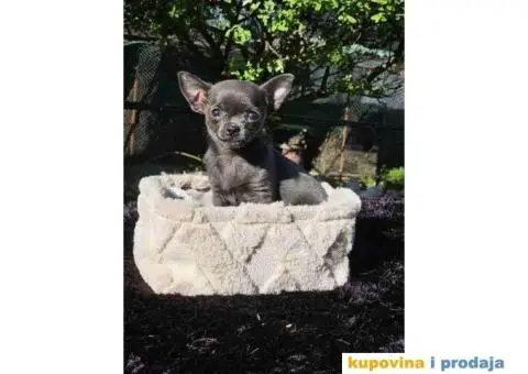 Mikro civave slobodne za preuzimanje - 10/11