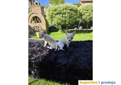 Mikro civave slobodne za preuzimanje - 11/11