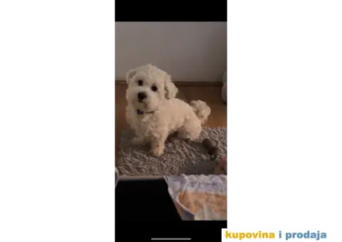 Maltezer za parenje - 1/5